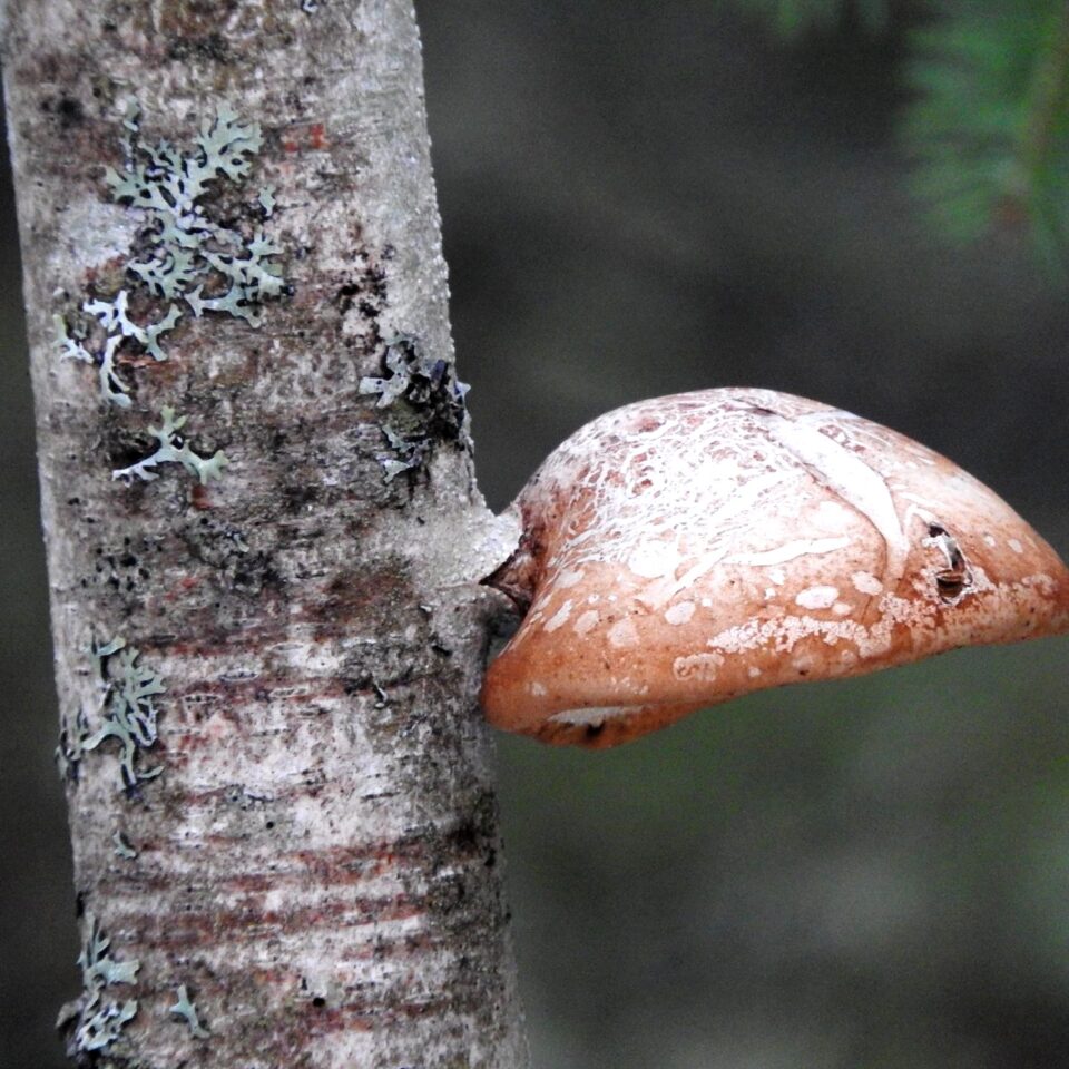 Tree Mushroom